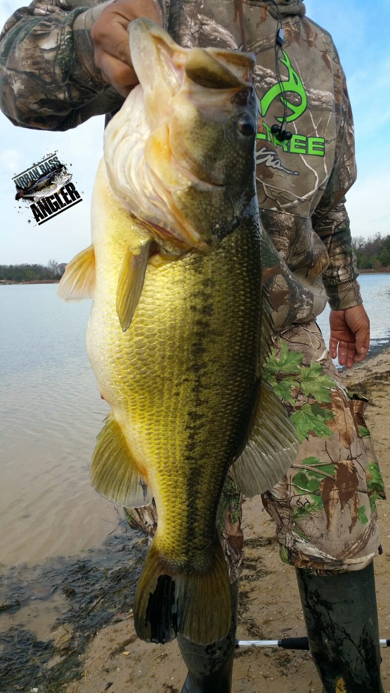 Angler holding large largemouth bass
