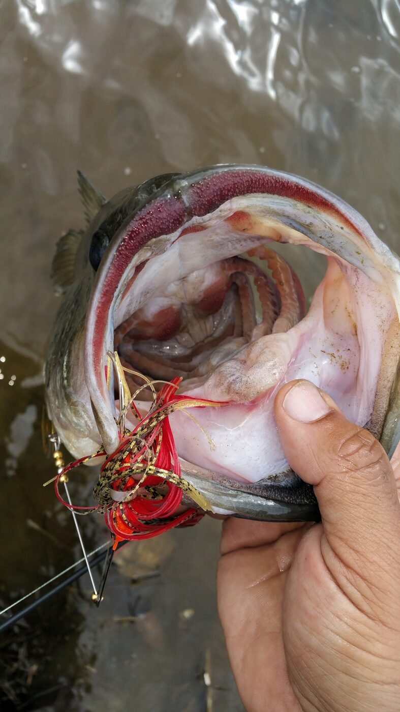 Close-up of bass mouth and hookset